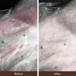 Bálsamo Cicatrizante para Perros Skin Soother - Natural Dog Company - Imagen 8