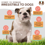 Suplemento Masticable para Hígado y Riñón Liver & Kidney - Natural Dog Company - Imagen 2